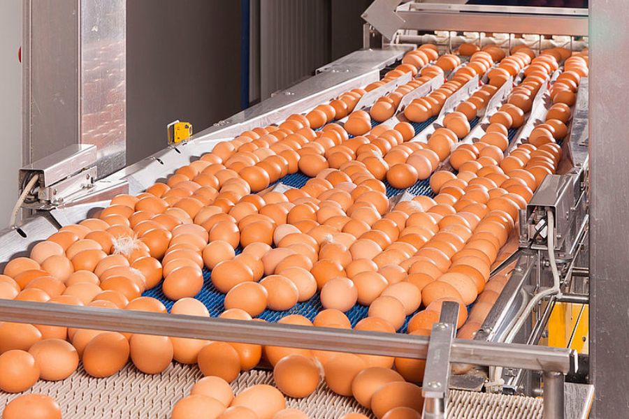 Egg Production